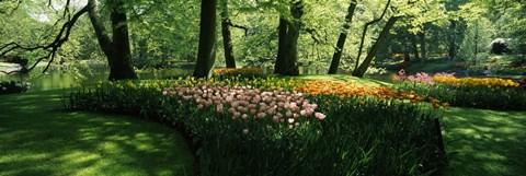 Framed Tulip flowers and trees in Keukenhof Gardens, Lisse, South Holland, Netherlands Print
