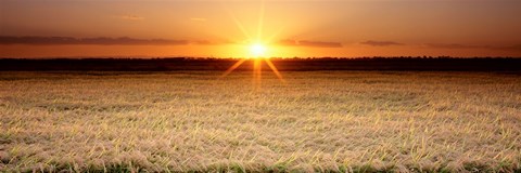 Framed Rice Field, Sacramento Valley, California, USA Print