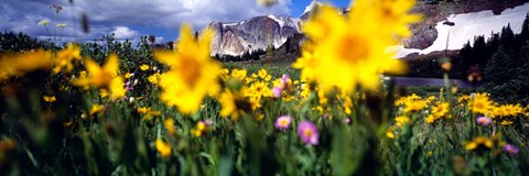 Framed Daisies, Flowers, Field, Mountain Landscape, Snowy Mountain Range, Wyoming, USA, United States Print