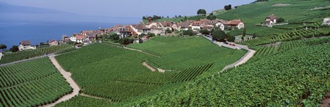 Framed Vineyards overlooking Lake Geneva, Switzerland Print