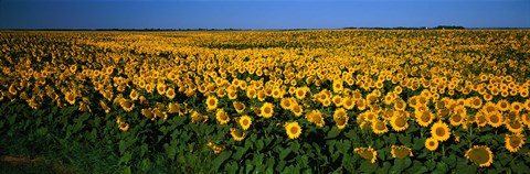 Framed Field of Sunflowers ND USA Print
