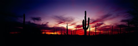 Framed Silhouette of Saguaro cactus (Carnegiea gigantea), Saguaro National Monument, Arizona, USA Print