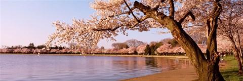 Framed Cherry blossom tree along a lake, Potomac Park, Washington DC, USA Print