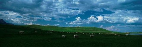Framed Charolais cattle grazing in a field, Rocky Mountains, Montana, USA Print