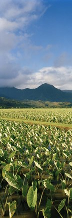 Framed Taro crop in a field, Hanalei Valley, Kauai, Hawaii, USA Print