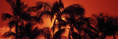 Framed Palm trees at dusk, Kalapaki Beach, Hawaii Print