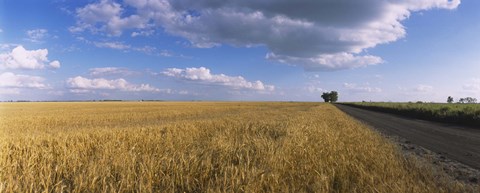 Framed Wheat crop in a field, North Dakota, USA Print