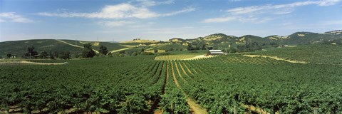 Framed High angle view of a vineyard, Carneros District, Napa Valley, Napa County, California Print