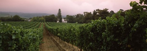 Framed Vineyard with a Cape Dutch style house, Vergelegen, Capetown near Somerset West, Western Cape Province, South Africa Print