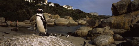 Framed Colony of Jackass penguins on the beach, Boulder Beach, Cape Town, Western Cape Province, Republic of South Africa Print