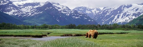 Framed Kukak Bay, Katmai National Park, Alaska Print