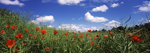 Framed Red poppies blooming in a field, Baden-Wurttemberg, Germany Print