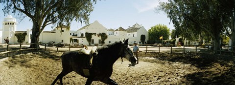 Framed Horse running in an paddock, Gerena, Seville, Seville Province, Andalusia, Spain Print