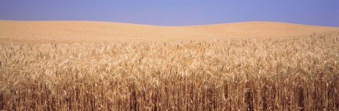 Framed Golden wheat in a field, Palouse, Whitman County, Washington State, USA Print