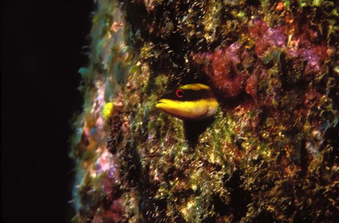 Framed Wrasse blenny in coral wall in the sea Print