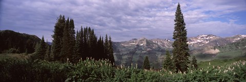 Framed Forest, Washington Gulch Trail, Crested Butte, Gunnison County, Colorado (horizontal) Print