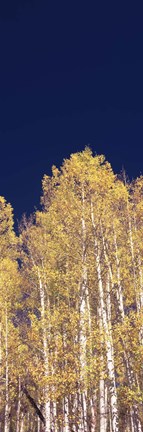 Framed Low angle view of Aspen trees, Colorado, USA Print