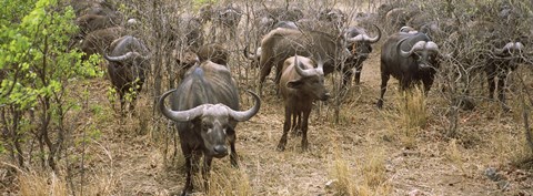 Framed Herd of Cape buffaloes, Kruger National Park, South Africa Print