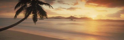 Framed Silhouette of a palm tree on the beach at sunset, La Digue Island, Praslin Island, Seychelles Print