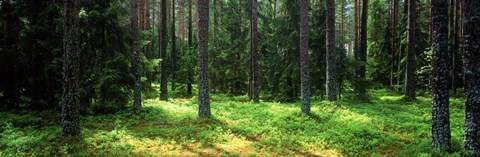 Framed Pine forest, Uppland, Sweden Print