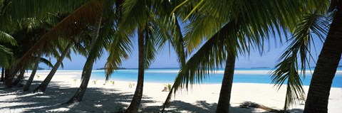 Framed Palm trees on the beach, Aitutaki, Cook Islands Print
