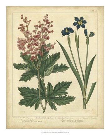 Framed Garden Flora VII Print