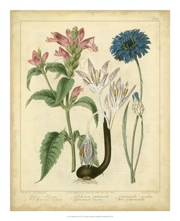 Framed Garden Flora VIII Print