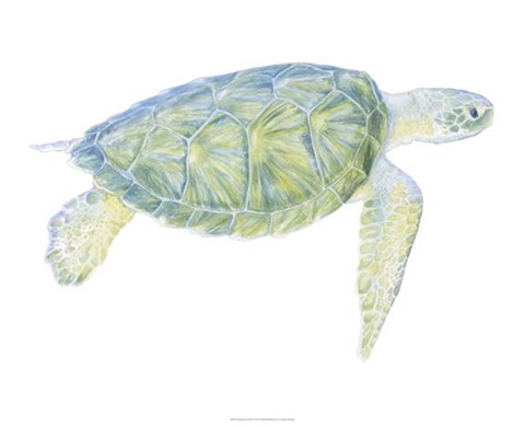 Framed Tranquil Sea Turtle I Print