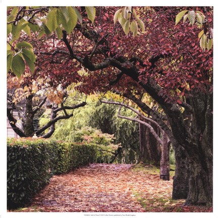 Framed Arch of Trees Print