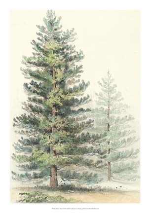 Framed Majestic Pine I Print