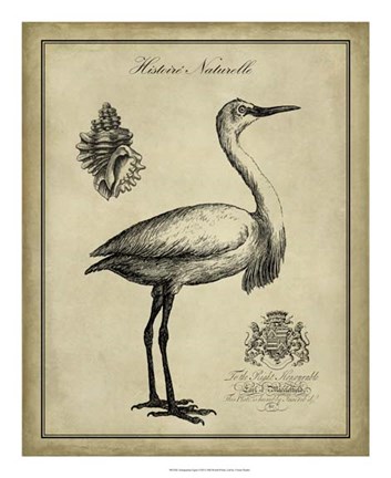 Framed Antiquarian Egret Print