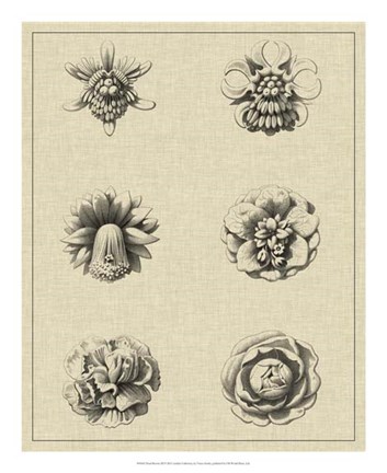 Framed Floral Rosette III Print