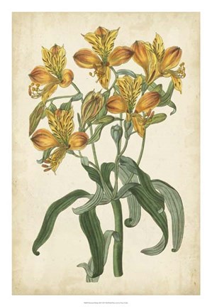 Framed Botanical Display III Print