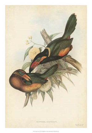 Framed Tropical Toucans V Print