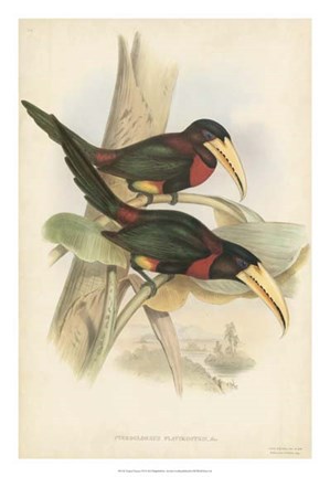 Framed Tropical Toucans VII Print