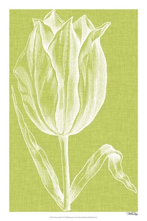 Framed Chromatic Tulips VI Print
