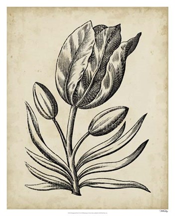 Framed Distinguished Floral I Print