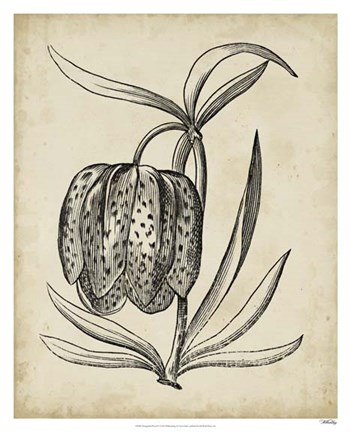 Framed Distinguished Floral IV Print