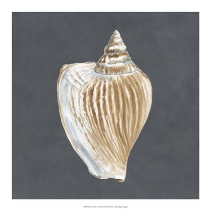 Framed Shell on Slate VI Print