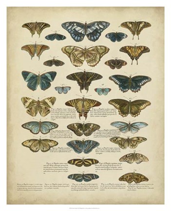 Framed Tabula de Papilio Print
