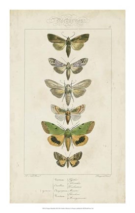 Framed Pauquet Butterflies III Print