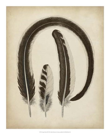 Framed Vintage Feathers III Print