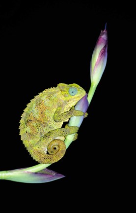 Framed Close-up of a chameleon sitting on a flower, Tanzania Print