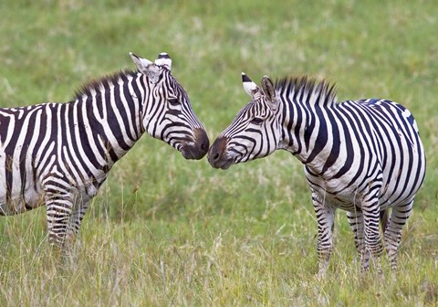 Framed Side profile of two zebras touching their snouts, Ngorongoro Crater, Ngorongoro Conservation Area, Tanzania Print