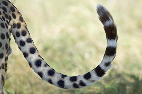 Framed Close-up of a cheetah&#39;s tail, Ngorongoro Conservation Area, Arusha Region, Tanzania (Acinonyx jubatus) Print