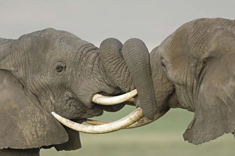 Framed Two African elephants fighting in a field, Ngorongoro Crater,Tanzania Print