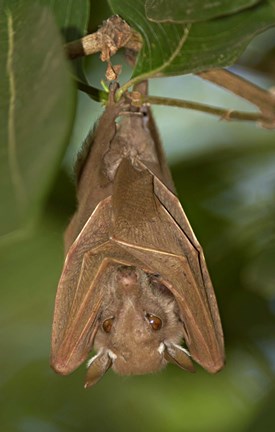 Framed Close-up of a bat hanging from a branch, Lake Manyara, Arusha Region, Tanzania Print