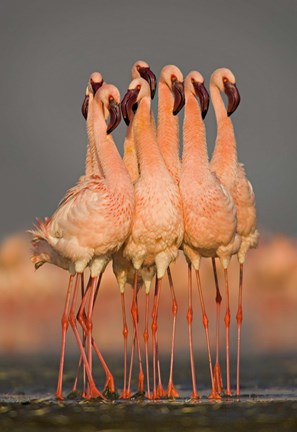 Framed Flock of eight flamingos wading in water, Lake Nakuru, Kenya Print