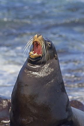 Framed Galapagos sea lion (Zalophus wollebaeki) on the beach, Galapagos Islands, Ecuador Print
