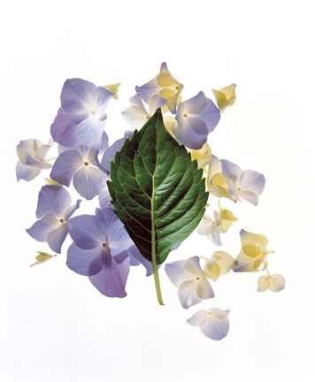 Framed Close up of green leaf and lavender flower petals scattered on white Print